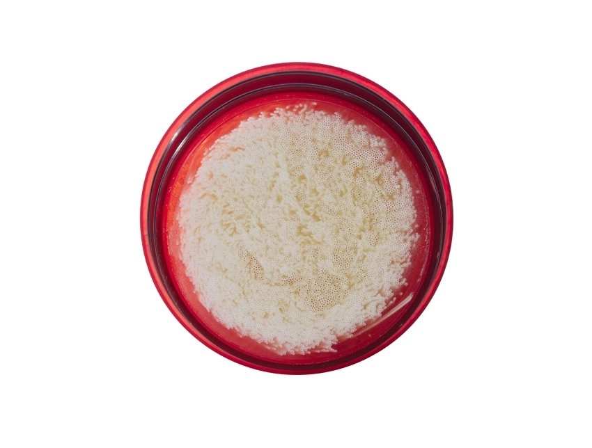 Waterfilter MSR Guardian Pump Cartridge Replacement 2 Waterfilter MSR Guardian Pump Cartridge Replacement - Afbeelding 2